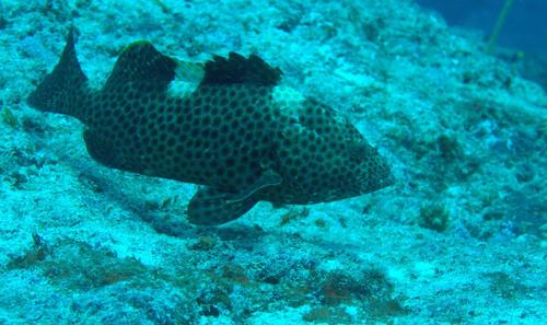 Highfin Grouper