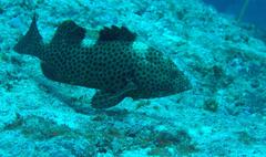 Epinephelus maculatus