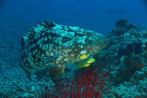 Malabar Grouper