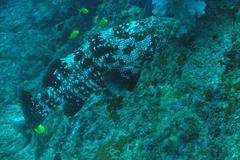 Epinephelus malabaricus