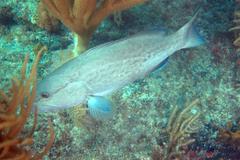 Mycteroperca microlepis