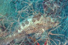 Epinephelus bilobatus