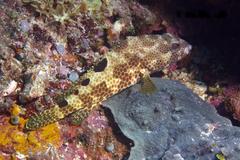 Epinephelus spilotoceps