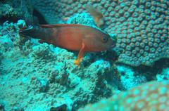 Cephalopholis urodeta