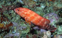 Cephalopholis urodeta