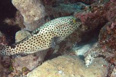 Epinephelus howlandi