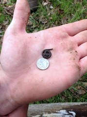 Batrachoseps gregarius