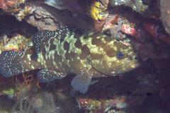Epinephelus polyphekadion