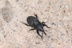 Sphenophorus cicatristriatus