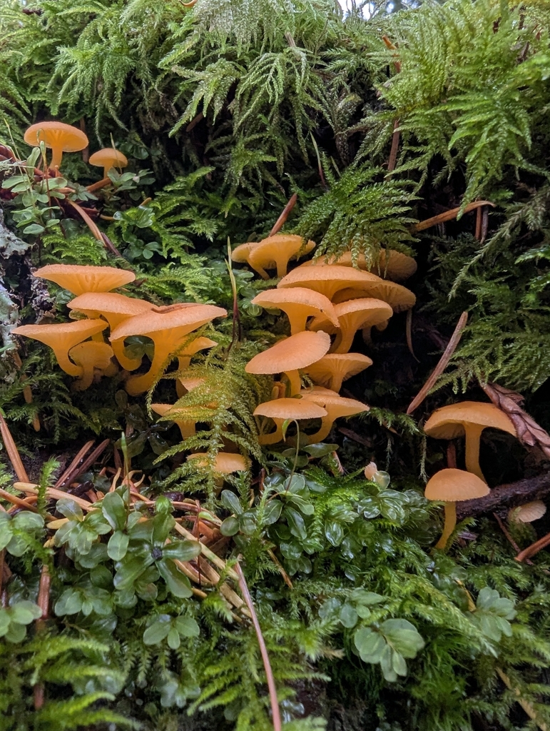Chrysomphalina aurantiaca · November 2025 · photo: © ssquazzo (iNaturalist, cc-by)