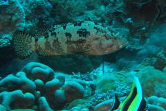 Epinephelus fuscoguttatus