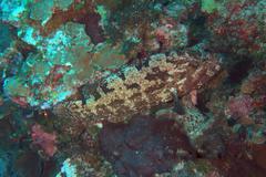 Epinephelus fuscoguttatus