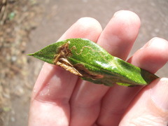 Liriomyza citreifemorata
