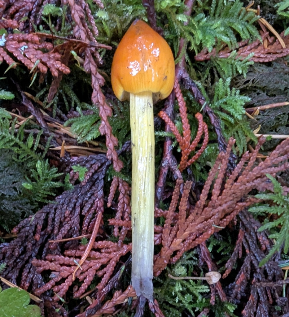Hygrocybe singeri · November 2025 · photo: © ssquazzo (iNaturalist, cc-by)