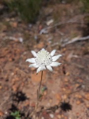 Actinotus leucocephalus
