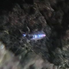 Lepidocyrtus paradoxus