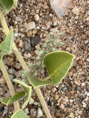 Indigofera flavicans
