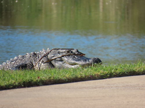 American Alligator