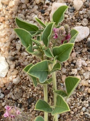 Indigofera flavicans