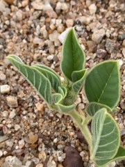 Indigofera flavicans