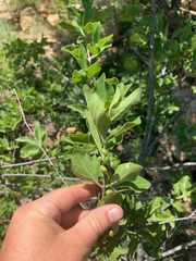Afrocanthium gilfillanii