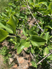 Afrocanthium gilfillanii