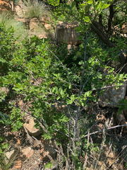 Afrocanthium gilfillanii