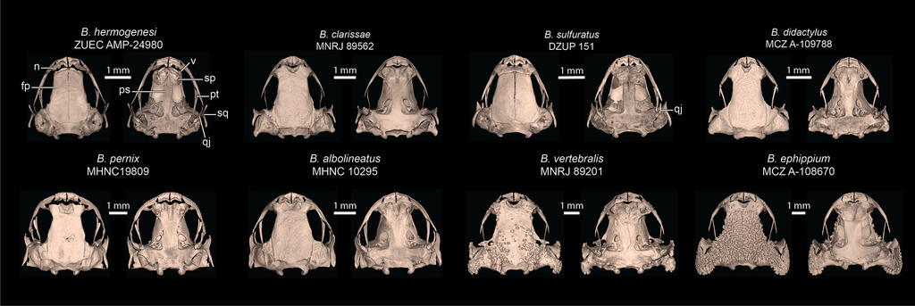 Yellow-blotched Flea Toad