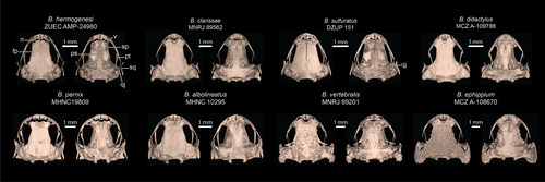 Yellow-blotched Flea Toad