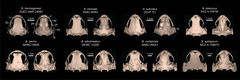 Yellow-Blotched Flea Toad photo 2