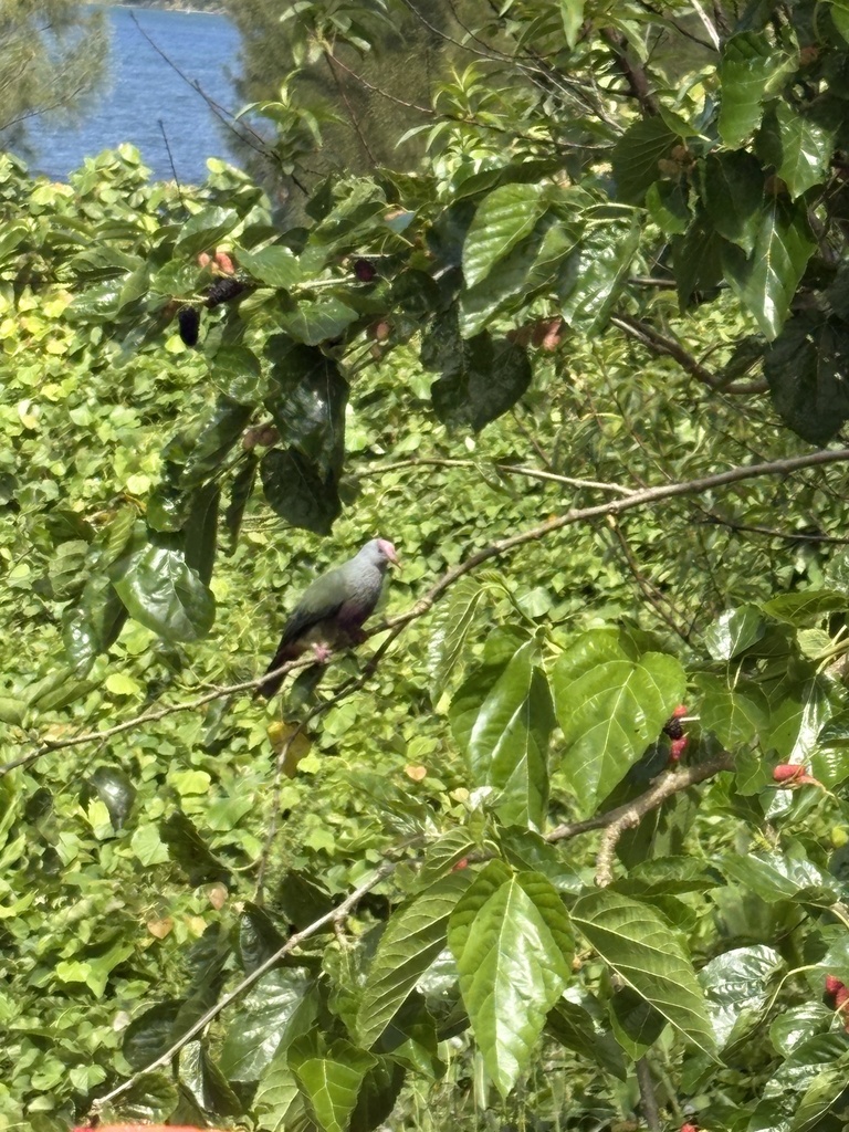 Rapa Fruit-Dove photo