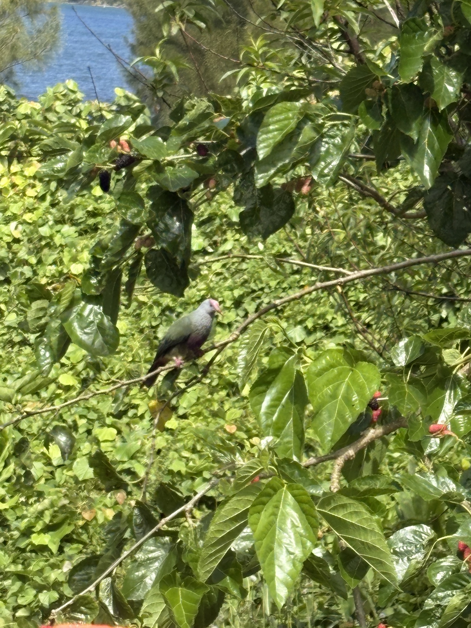 Rapa Fruit-Dove illustration
