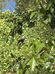 Rapa Fruit-Dove photo 1