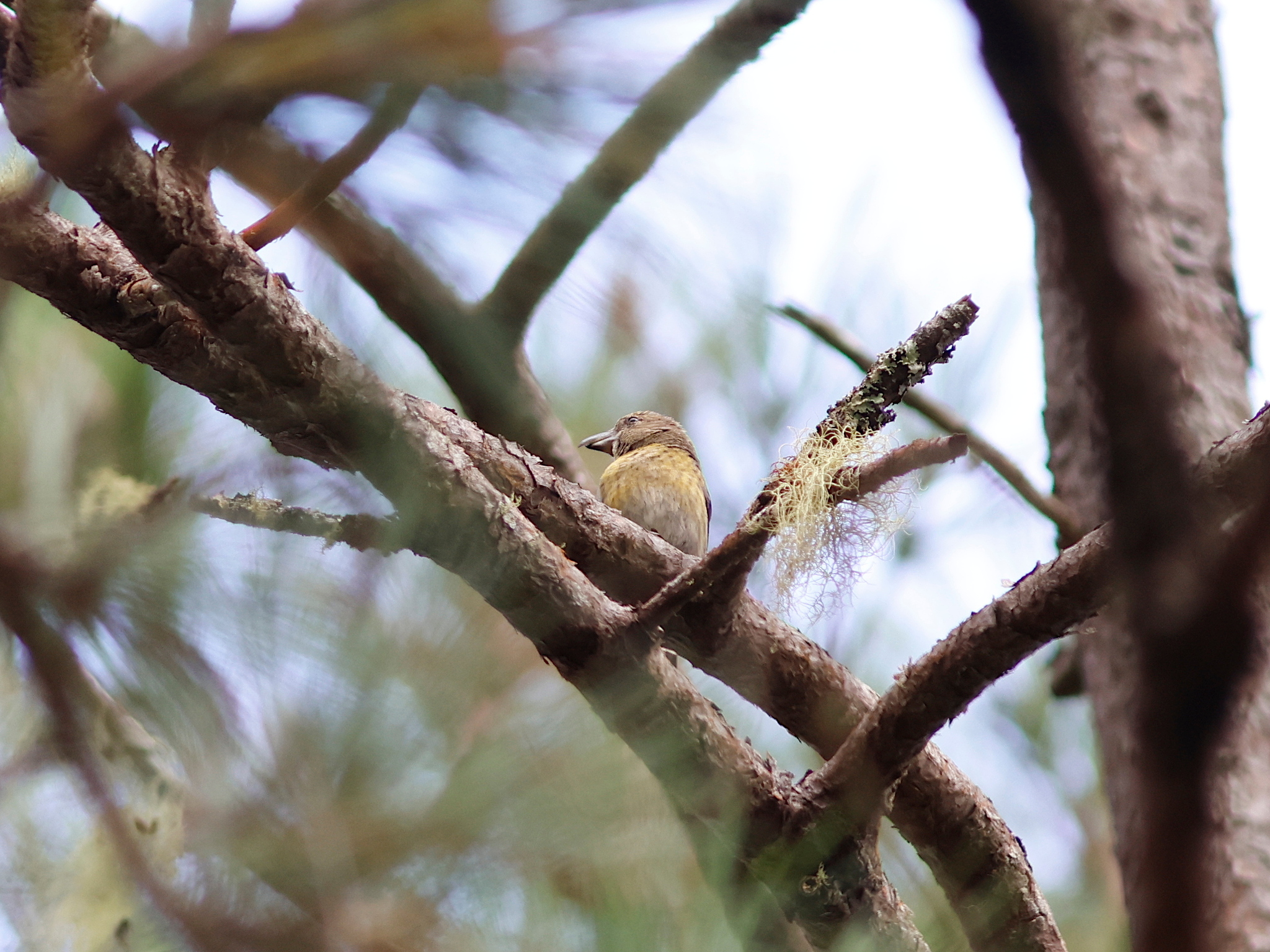 Hispaniolan Crossbill (Loxia megaplaga), photo 4