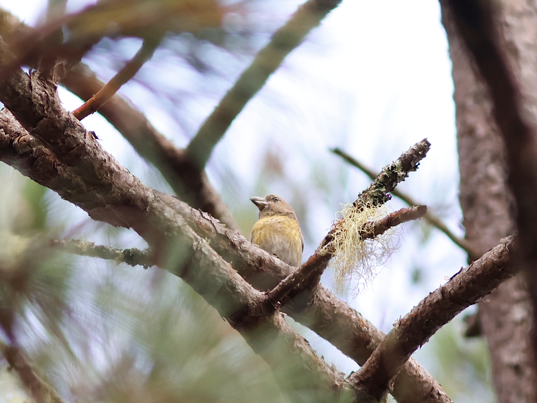 Hispaniolan Crossbill (Loxia megaplaga), photo 3