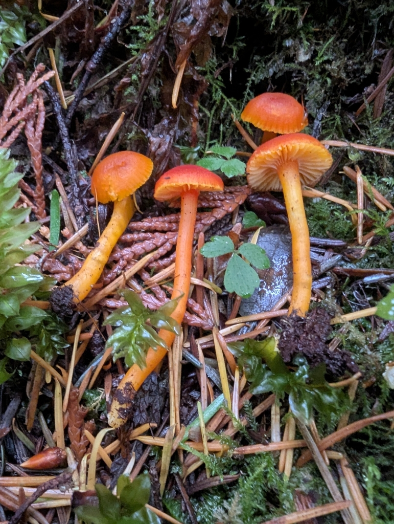 Hygrocybe constans