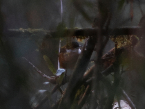 Western Chat-Tanager (Calyptophilus tertius), photo 2