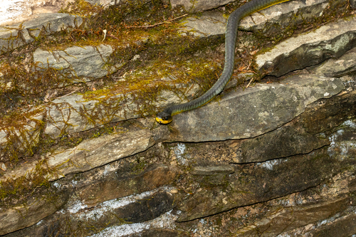 Common Tree Snake sighting