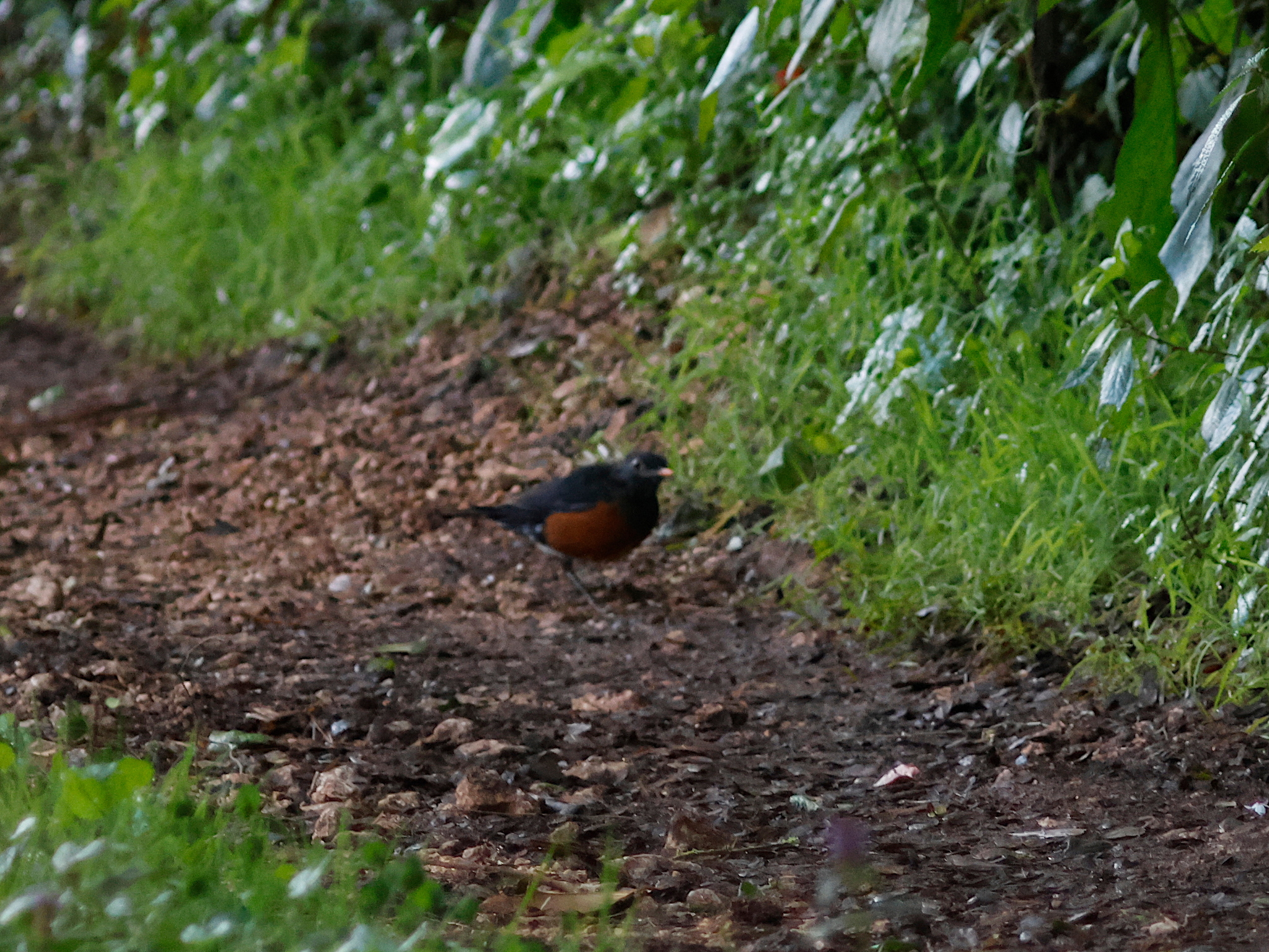 La Selle Thrush (Turdus swalesi), photo 6