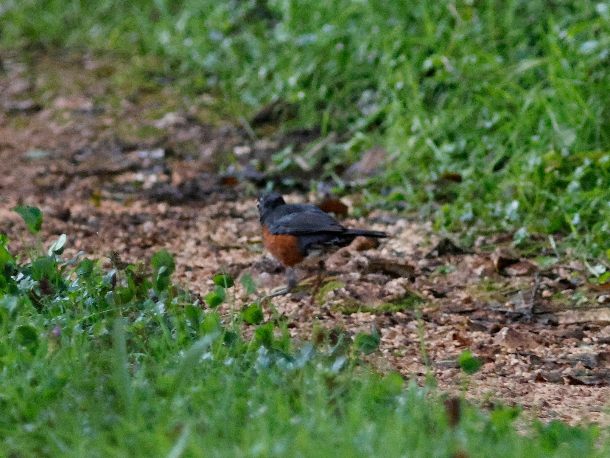La Selle Thrush (Turdus swalesi), photo 7