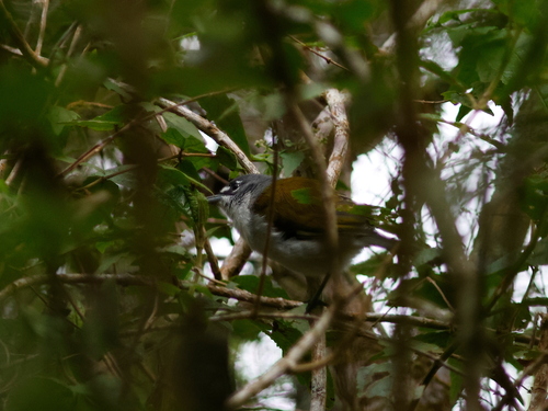 White-winged Warbler (Xenoligea montana), photo 8