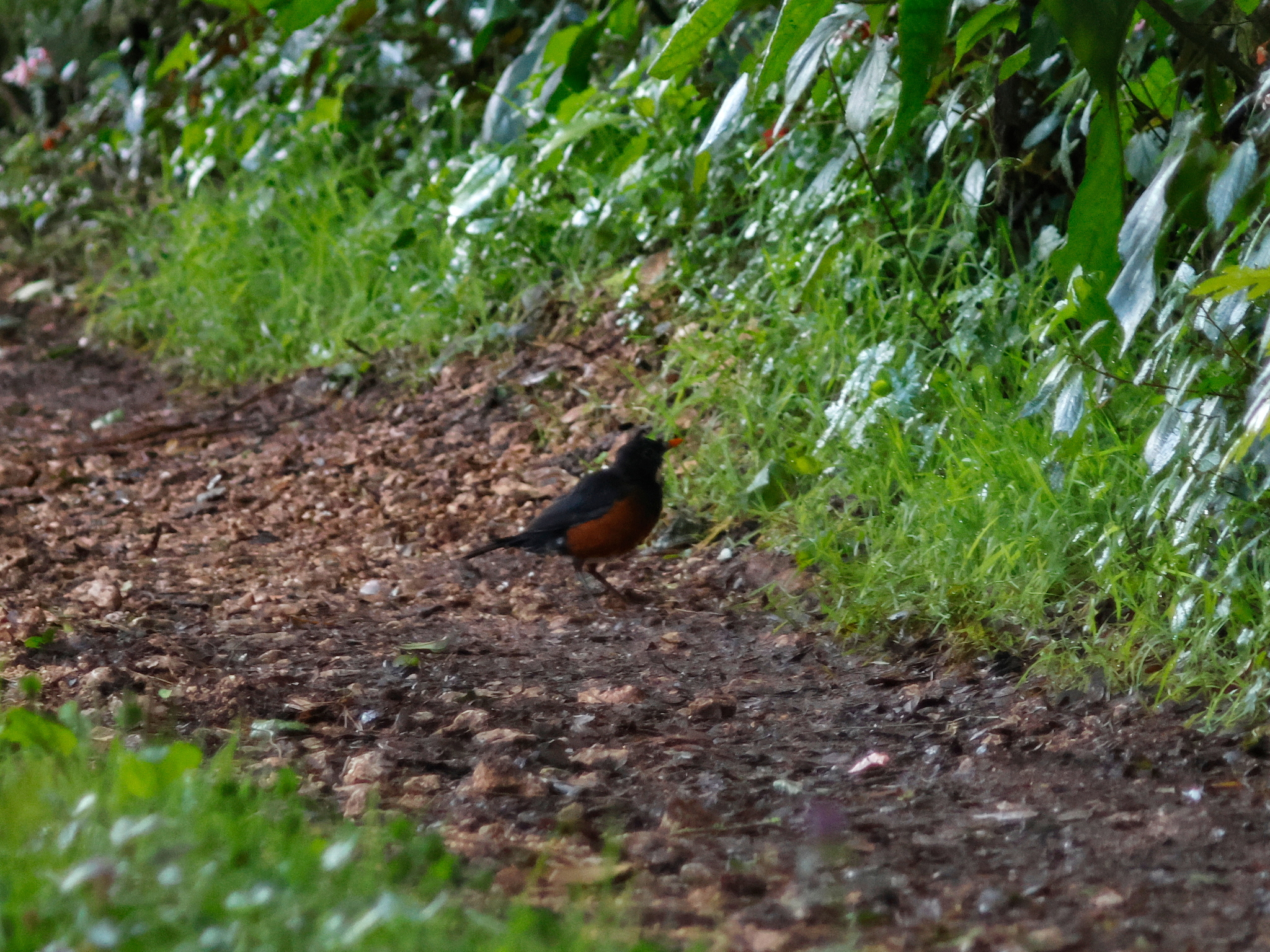 La Selle Thrush (Turdus swalesi), photo 5