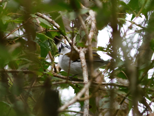 White-winged Warbler (Xenoligea montana), photo 4