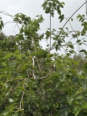 Rapa Fruit-Dove photo 2