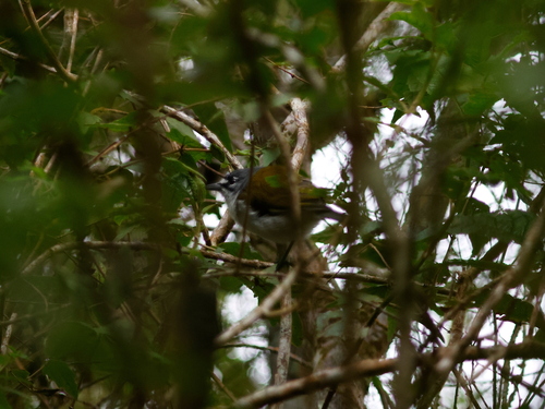 White-winged Warbler (Xenoligea montana), photo 8