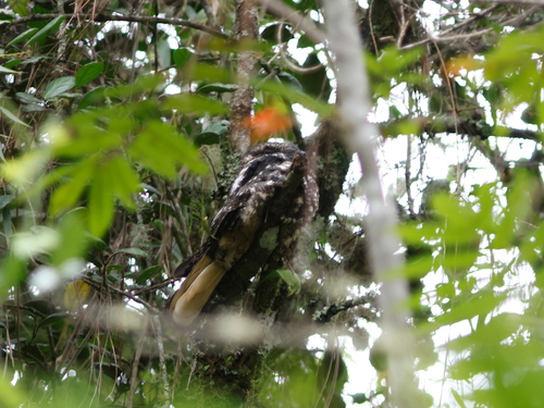 Hispaniolan Nightjar (Antrostomus ekmani), photo 6