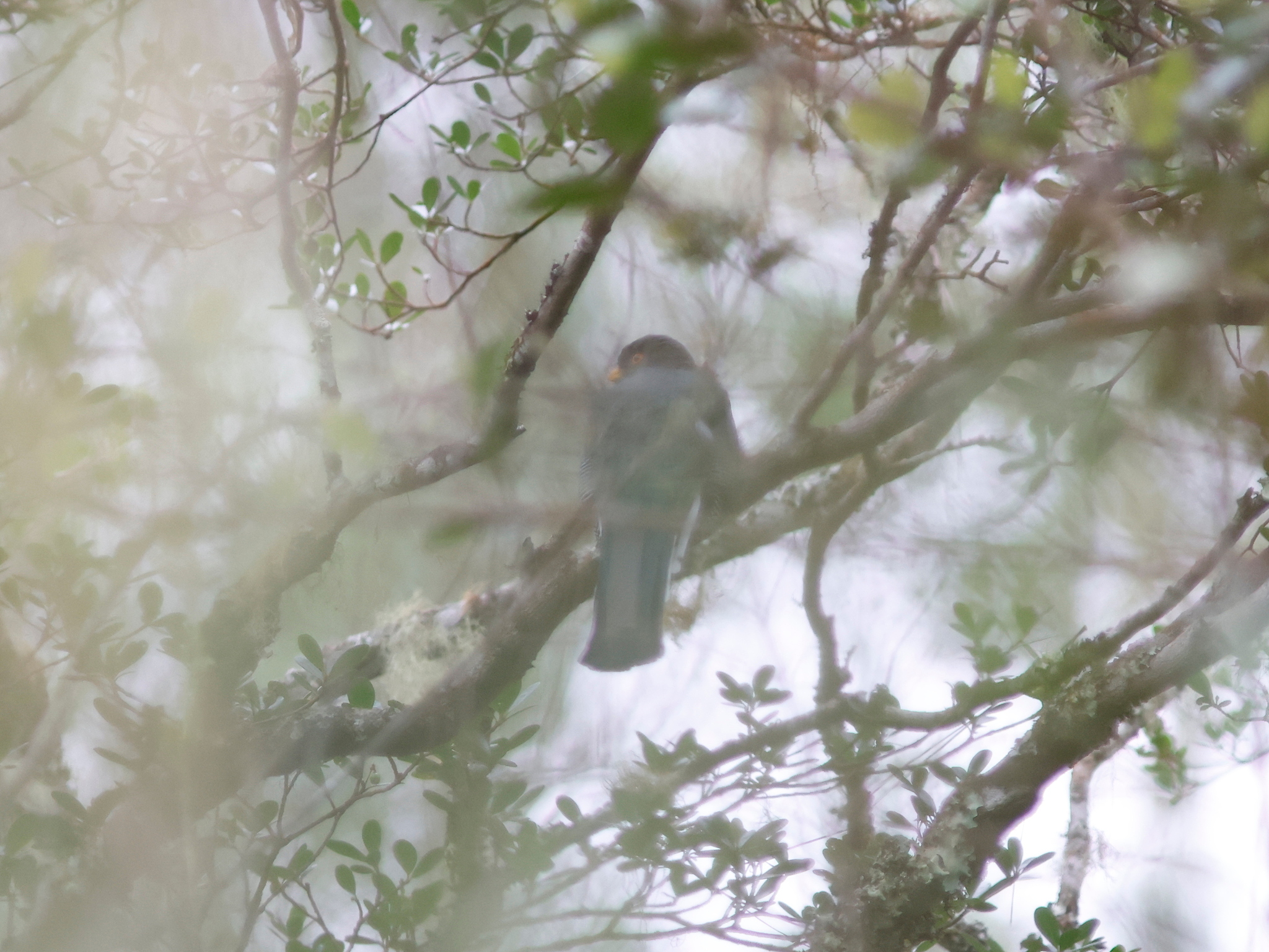 Hispaniolan Trogon (Priotelus roseigaster), photo 6