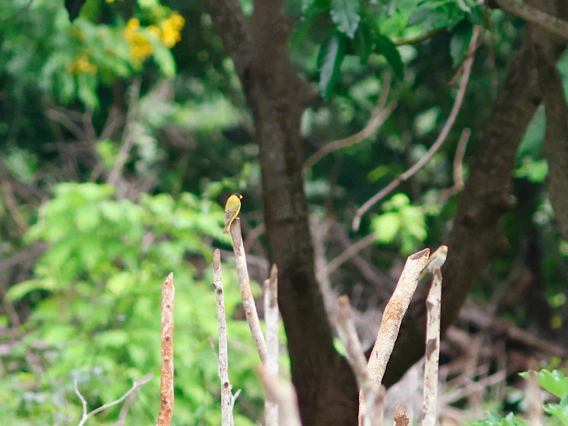 Antillean Siskin (Spinus dominicensis), photo 4