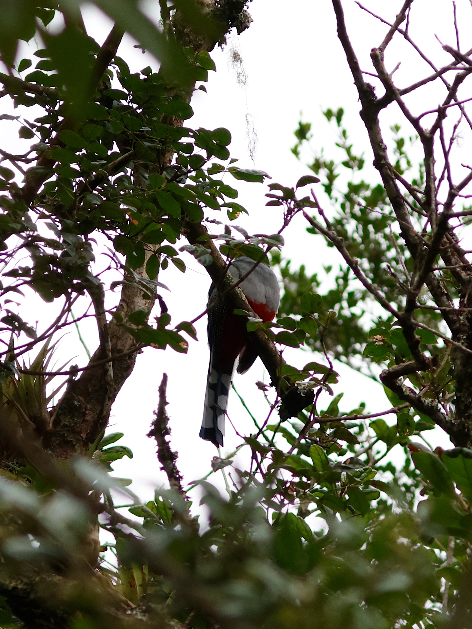 Hispaniolan Trogon (Priotelus roseigaster), photo 5