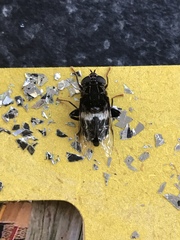 Helophilus cingulatus